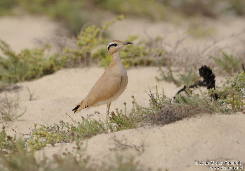 Cream-colored Courser