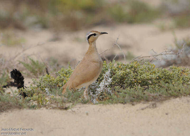 Cream-colored Courseradult, close-up portrait