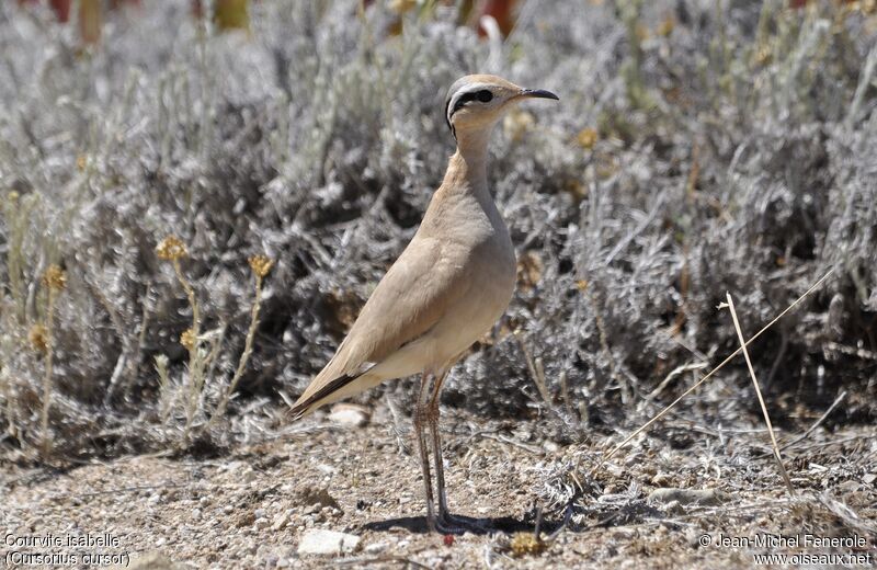 Cream-colored Courser