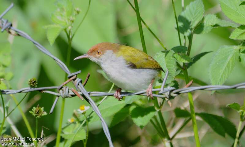 Common Tailorbird, identification