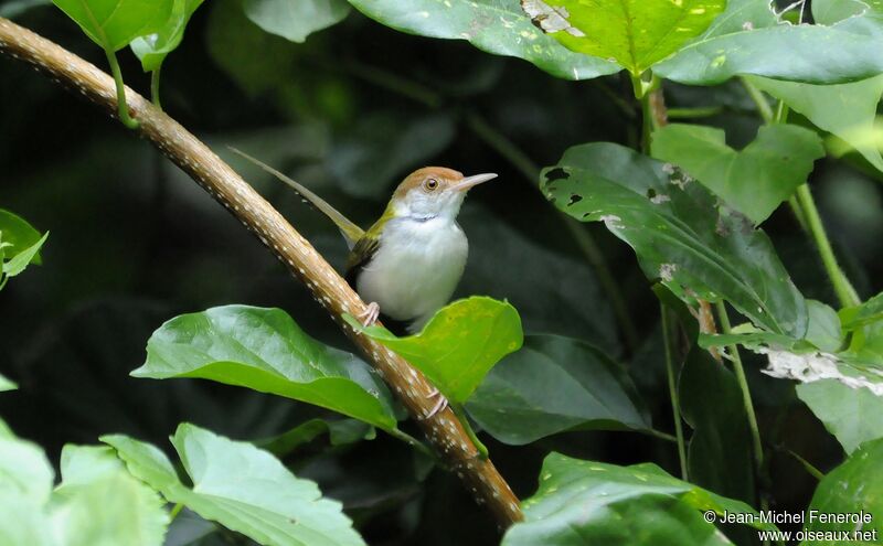 Common Tailorbird