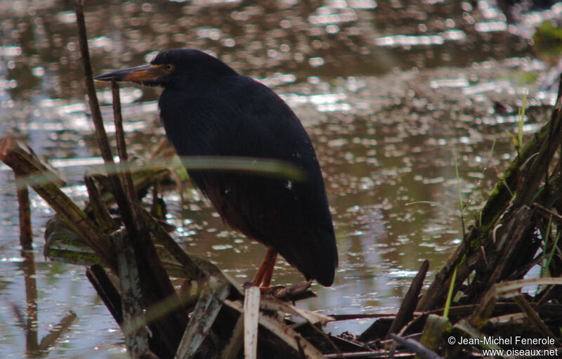 Rufous-bellied Heron