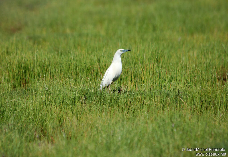 Malagasy Pond Heronadult breeding