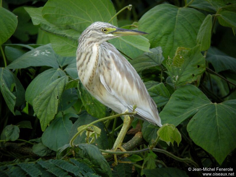 Squacco Heron