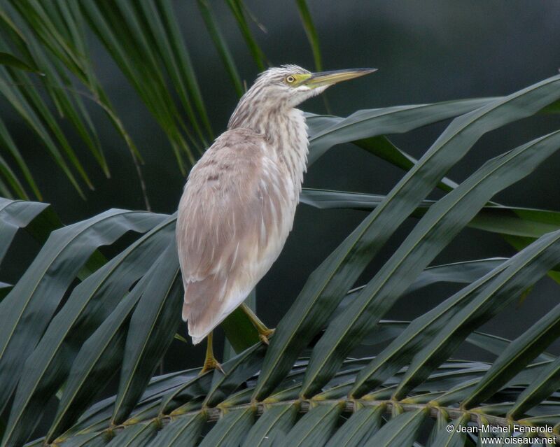 Squacco Heron