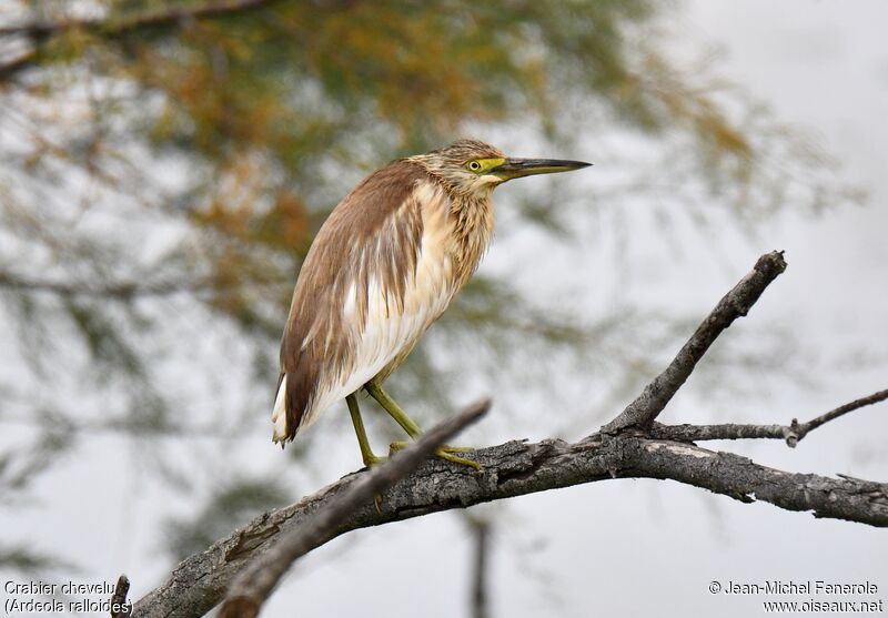 Squacco Heron