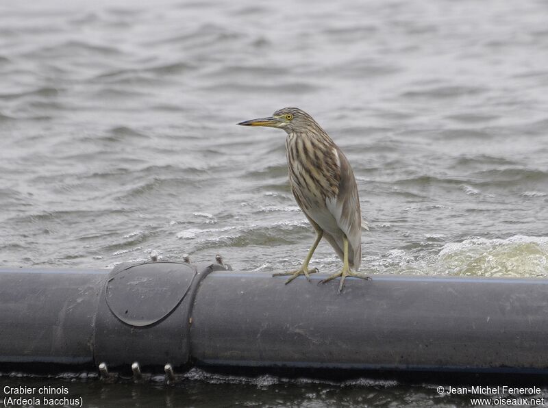 Chinese Pond Heron