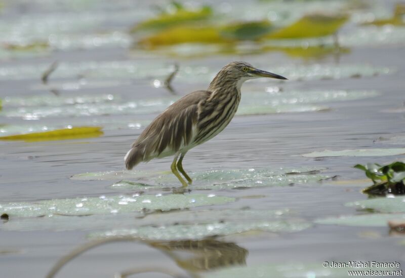 Indian Pond Heron