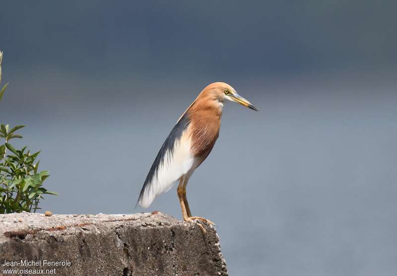 Crabier malaisadulte nuptial, identification