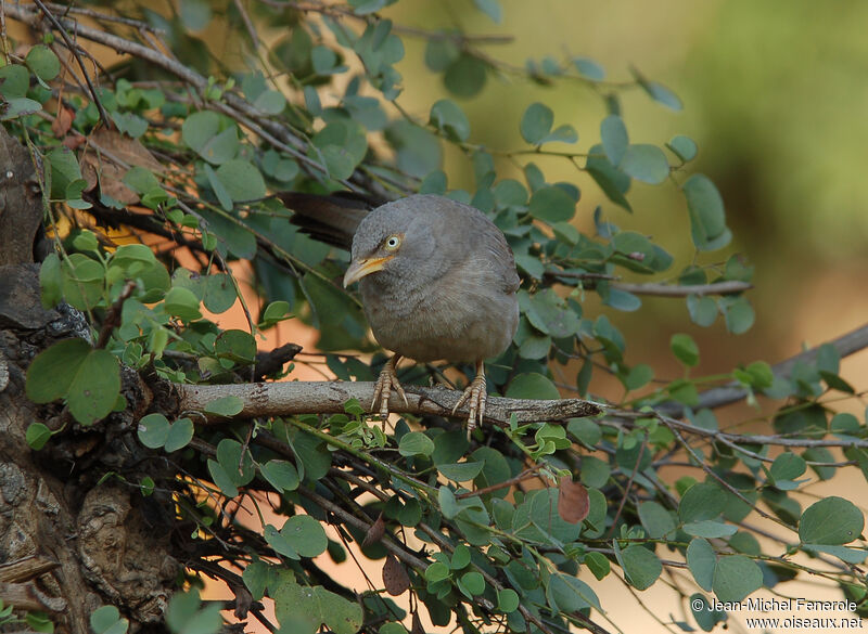 Jungle Babbler