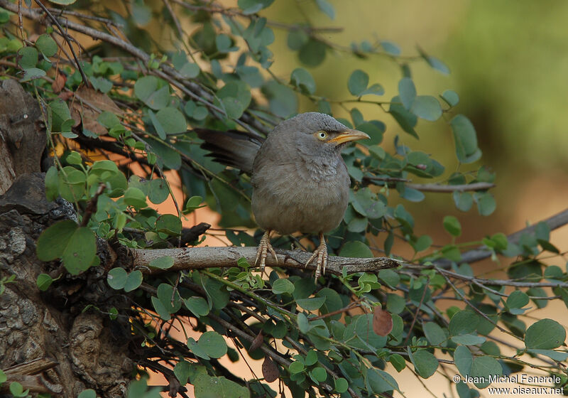 Jungle Babbler