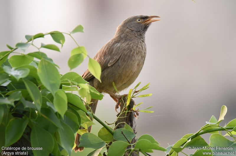 Jungle Babbler