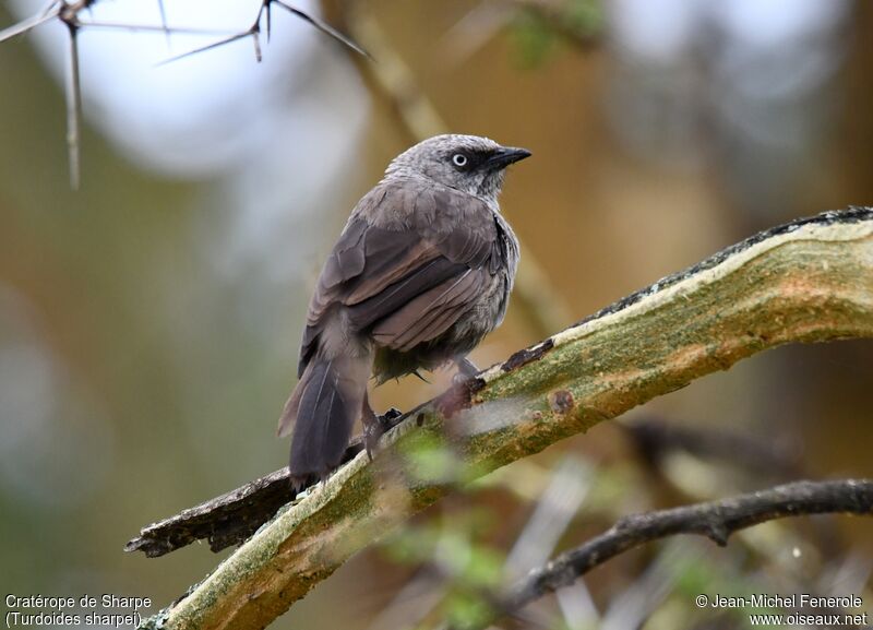 Black-lored Babbler