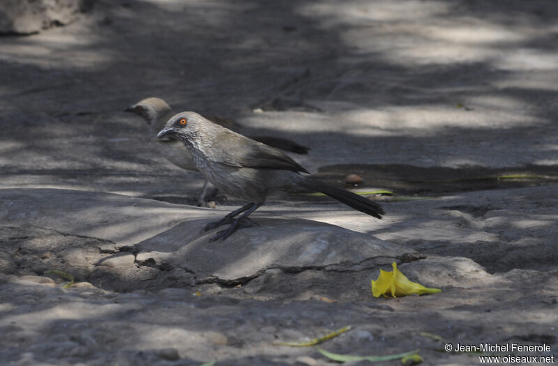 Arrow-marked Babbler