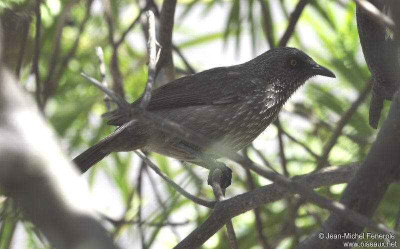 Arrow-marked Babbler