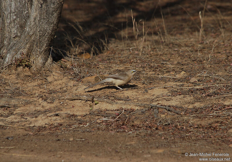 Large Grey Babbler