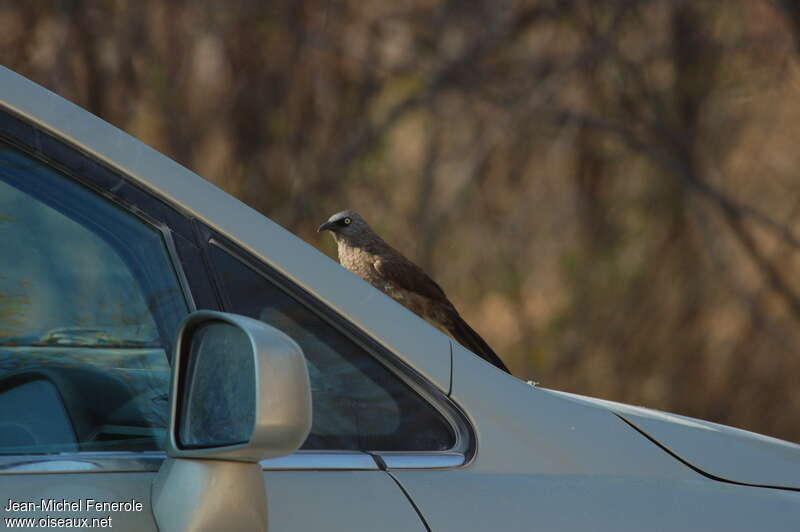 Black-faced Babbler