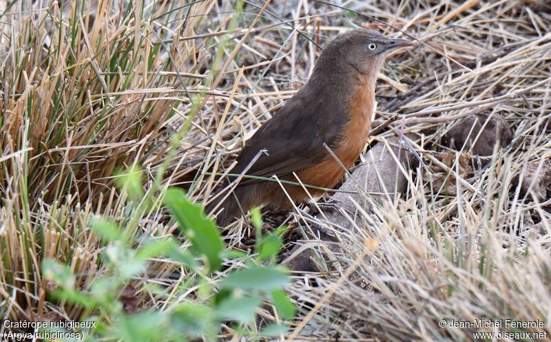 Rufous Chatterer