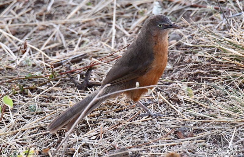 Rufous Chatterer