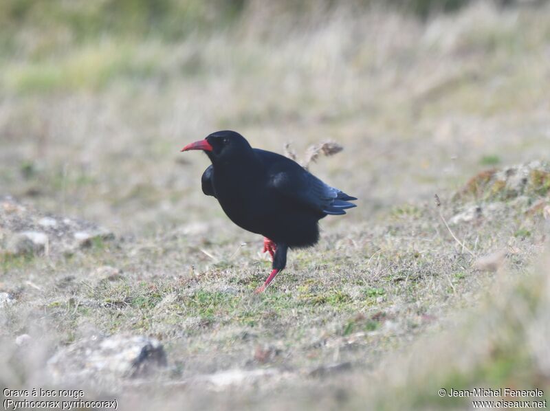 Red-billed Chough