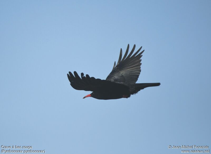 Red-billed Chough