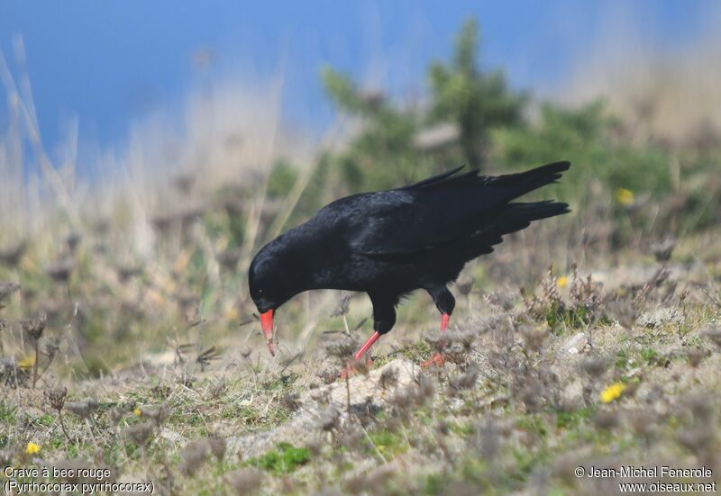 Red-billed Chough