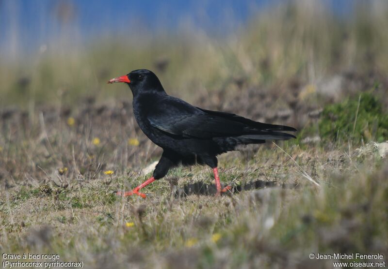 Red-billed Chough