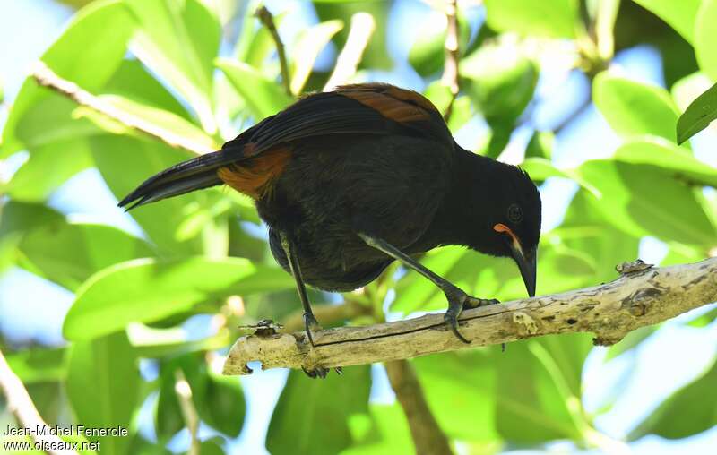 North Island Saddlebackadult, Behaviour