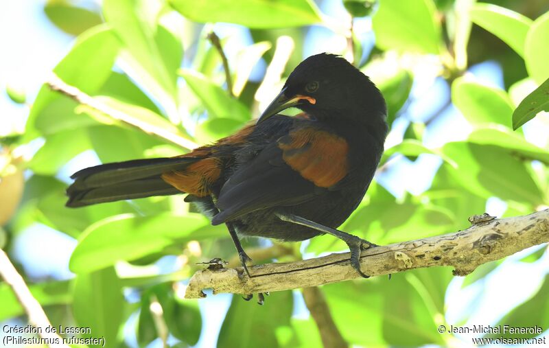 North Island Saddleback