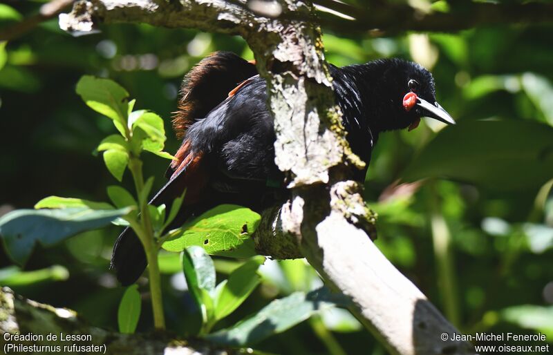 North Island Saddleback