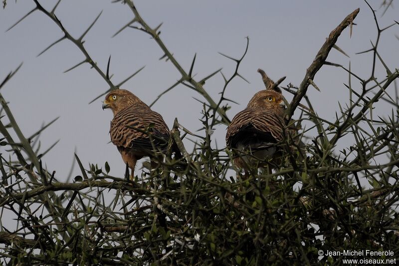 Greater Kestrel