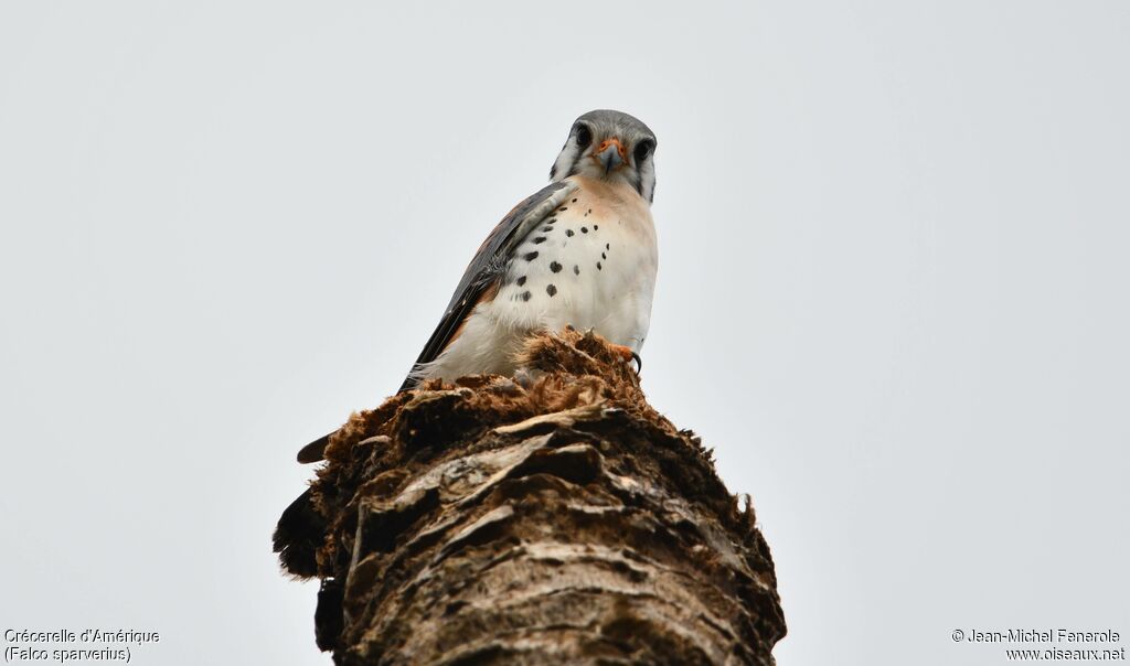 Crécerelle d'Amérique