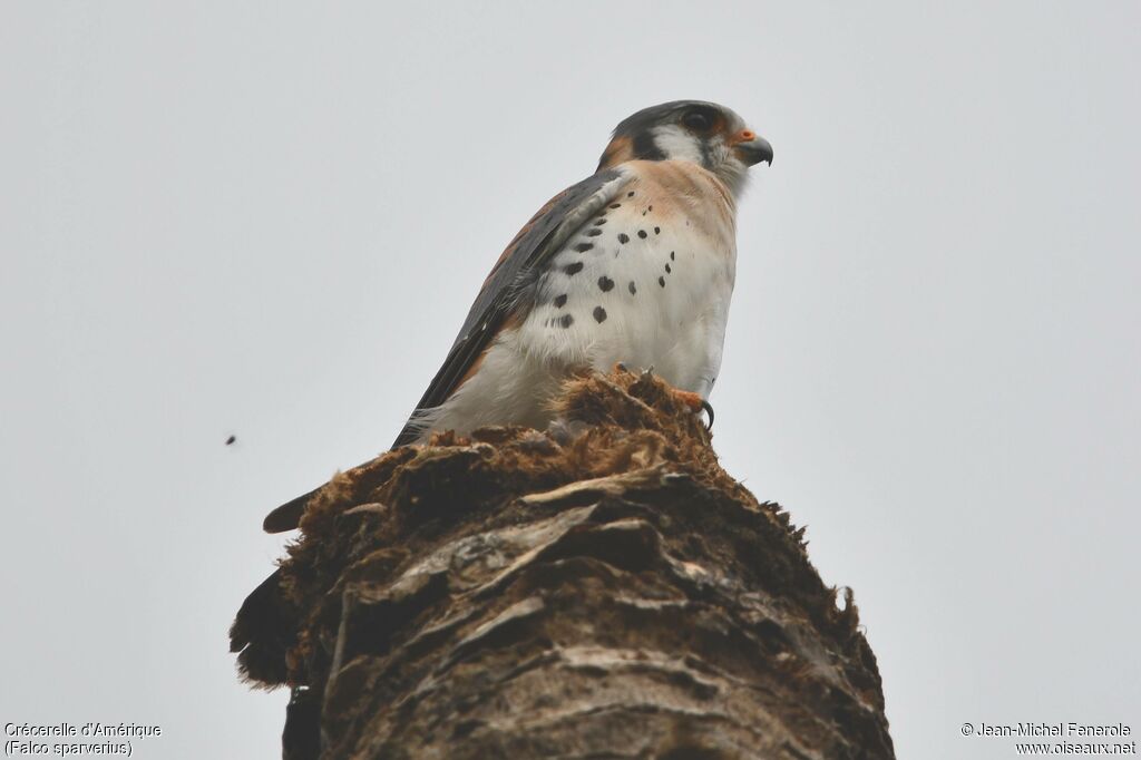 Crécerelle d'Amérique