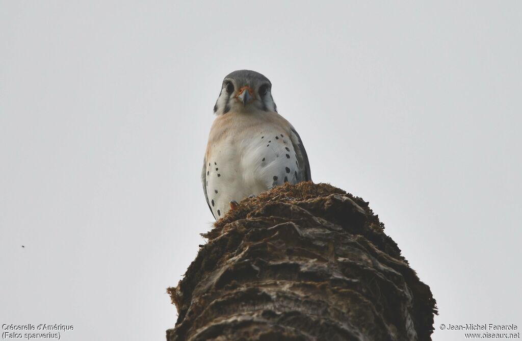 Crécerelle d'Amérique