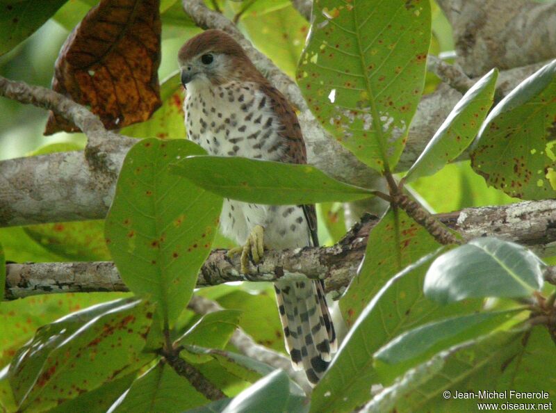 Mauritius Kestrel