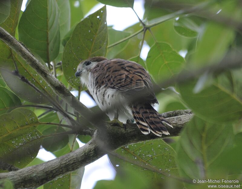 Mauritius Kestrel