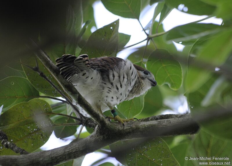 Mauritius Kestrel