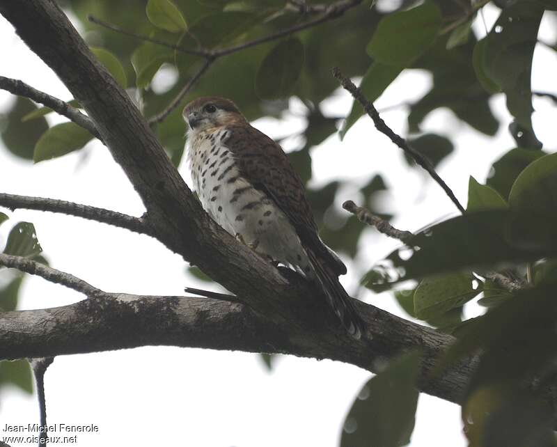 Crécerelle de Maurice, identification