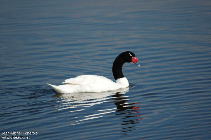 Black-necked Swanadult breeding, identification