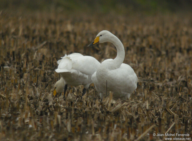 Cygne chanteur