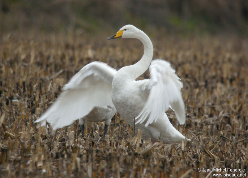 Whooper Swan