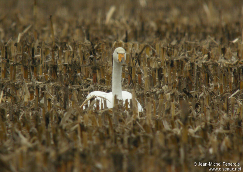 Whooper Swan