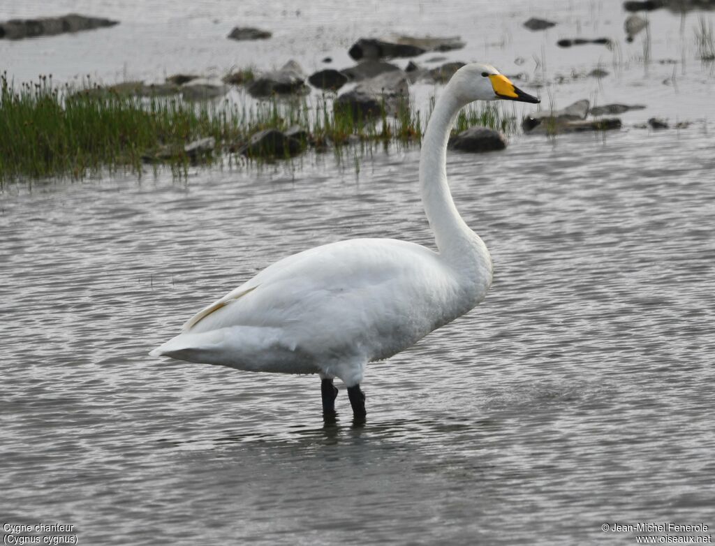 Cygne chanteur