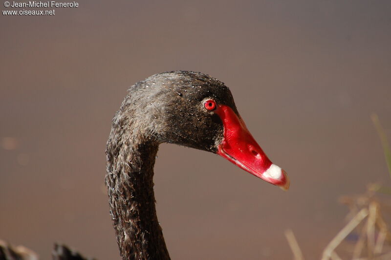 Cygne noir