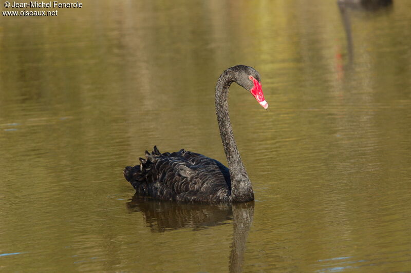 Black Swan