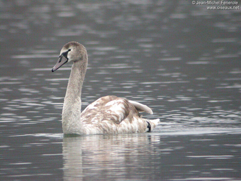 Cygne tuberculé