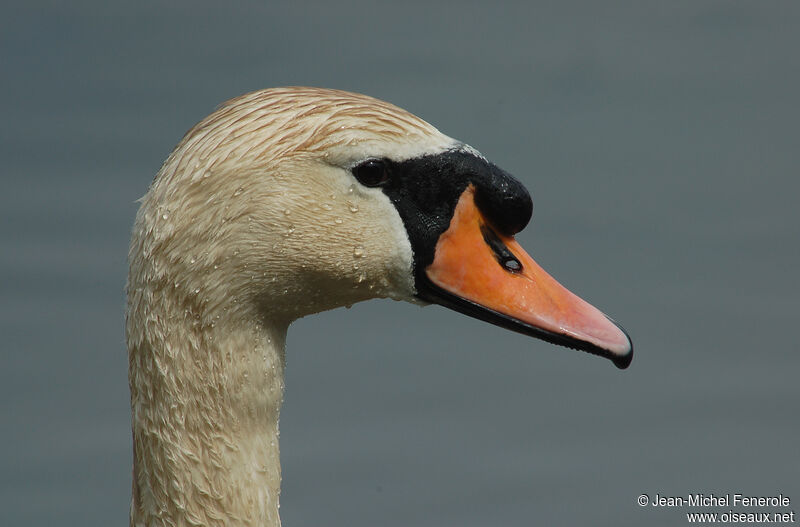 Cygne tuberculé