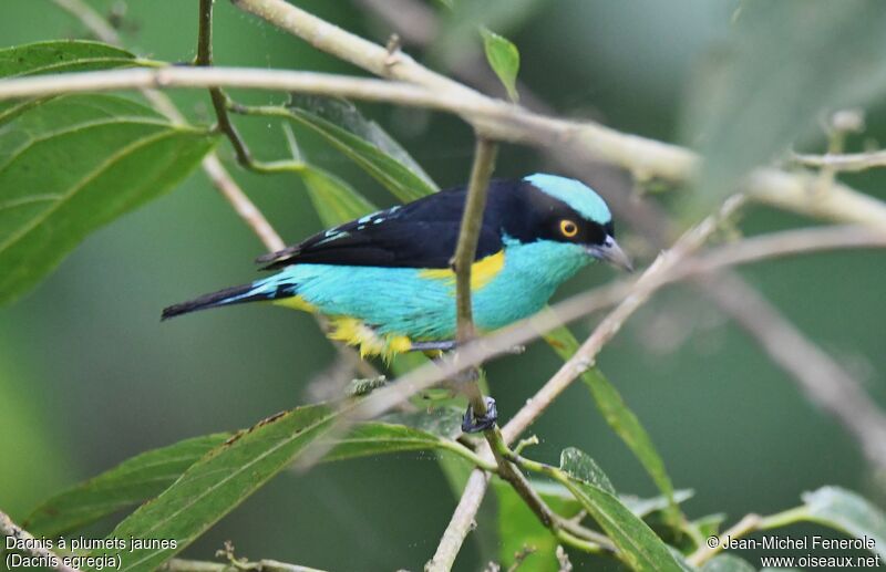 Yellow-tufted Dacnis