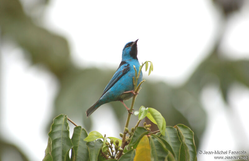 Blue Dacnis male adult breeding