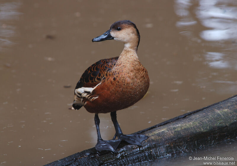 Dendrocygne à lunulesadulte nuptial